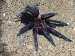 Image result for Phaulopsis sangana