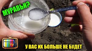 как избавиться от муравьев в саду в домашних условиях Muravi U Vas Ih Bolshe Ne Budet Super Effektivnoe Sredstvo Youtube Vyrashivanie Perca Vyrashivanie Tomatov Kak Izbavitsya Ot Muravyov
