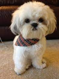 Shih Tzu Life Span Shih Tzu Shitzu Dogs Shih Tzu Puppy