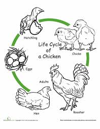 Chicken Life Cycle Worksheet Animal Life Cycles Chicken Life Cycle Life Cycles