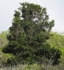 Image result for Psydrax