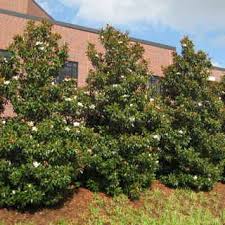 Pin By Maria Ritter On Native Trees And Plants Of Coastal Nj Backyard Fences Fence Landscaping Live Plants