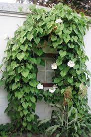 They need full sun and moist soil. 12 Fast Growing Flowering Vines For Your Garden Climbing Flowering Vines Climbing Flowers Flowering Vines