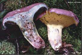 Image result for Boletus speciosus