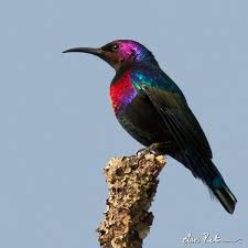 Bird On The Run Pittsburgh Pa Splendid Sunbird Tropical Africa Backyard Birds Beautiful Birds