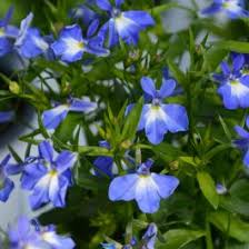 Image result for Lobelia uliginosa