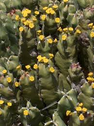Image result for Euphorbia dolichoceras
