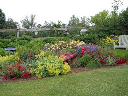 Flower Carpet Roses In Cottage Garden Perennial Bed Cottage Garden Garden Yard Ideas Perennial Garden