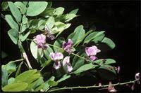 Image result for Millettia usaramensis