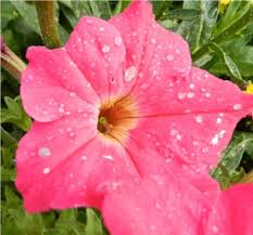Perhaps they lost the ability to have nectar along with the loss of the fragrance in the quest of brighter, more vivid colors. White Spots On Pink Petunias