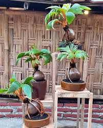 Menanam bonsai kelapa secara hidroponik pada kelapa bisa anda mulai dengan kelapa yang telah bertunas. Jual Bonsai Kelapa Hias Termurah Jogja Sb Flash Farms