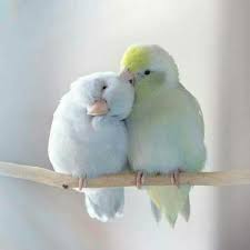 Meltem Adli Kullanicinin Kuslar Ve Yuvalari Panosundaki Pin Exotische Vogel Niedliche Tiere Ve Tiere