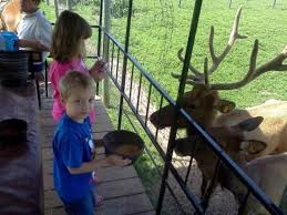 Dutch Creek Farm Animal Park Indiana Travel Trip Advisor Shipshewana