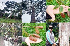 Image result for Xylopia tenuipetala