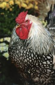 The original wyandotte chickens were developed in the silver laced pattern, hence the original reference to the sebright breed. Silver Laced Wyandotte Baby Chicks Chickens For Backyards