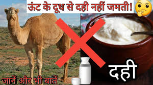 Camel milk not only is. You Can T Make Curd From Camel S Milk Curd Cannot Be Made From Milk Of Camel Top 10 Amazing Facts Youtube