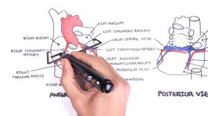 Human heart diagram of simple step. Clinical Anatomy Cardiac Coronary Vessels Left And Right Coronary Artery Venous Sinus Youtube