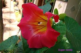 Image result for Stictocardia