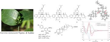 Image result for Garcinia volkensii