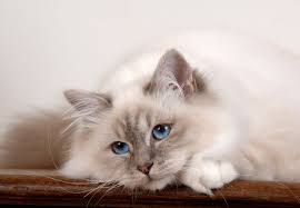 Nos Plus Belles Photos De Chats Belles Photos De Chats Photo Chat Chats Et Chatons