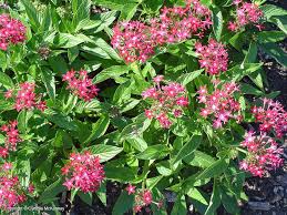 Image result for Pentas herbacea