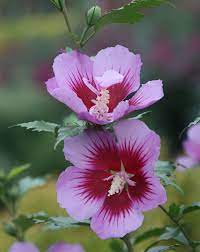 Add A Bit Of Color With The Bi Color Blooms Of Orchid Satin Rose Of Sharon These Plants Are Heat Tolerant And Naturally Attra Rose Of Sharon Hibiscus Orchids