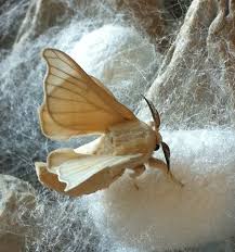 Black And Red Caterpillar Michigan The Silkworm Is The Larva Or Caterpillar Of The Domesticated Silkmoth Bombyx Mori Which Comes In A Range Of Varieties Such Silkworm Moth Cute Moth Silkworm