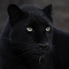 black follow destination wild for more amazing wildlife and animals photos destination wild wildgeograph black jaguar animal jaguar animal wild cats