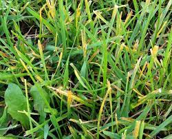 The train yard comprises of several tall, concrete buildings, a couple of sheet metal sheds, a climbable tower. How To Identify And Treat Lawn Rust Fungus On Grass