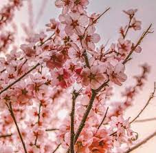 Shilpa Bala On Instagram Hello Spring Spring Has Sprung In Melbourne But These Beautiful Blooming Cherry Blosso Blossom Trees Cherry Blossom Tree Bloom
