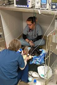Uc davis children's hospital is the sacramento region's only nationally ranked, comprehensive hospital providing care for infants, children, adolescents and young adults with primary, subspecialty and critical care. 460 Veterinary Hospitals Ideas In 2021 Veterinary Hospital Veterinary Hospital Design