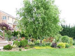 Full Size Picture Of Corkscrew Willow Curly Willow Pekin Willow Hankow Willow Dragon S Claw Willow Tortuosa S Backyard Trees Cottage Garden Curly Willow