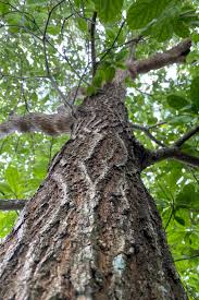 Image result for Terminalia boivinii