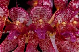 Image result for Bulbophyllum burttii