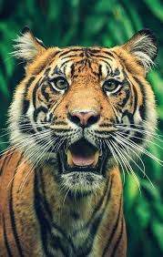 Pin By Bessie Lebeda On Animals Big Cats Animals Beautiful Tiger