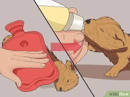 Maybe you would like to learn more about one of these? How To Keep Orphaned Newborn Puppies Warm 8 Steps With Pictures