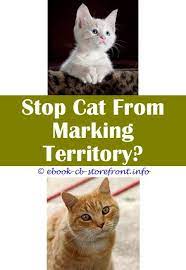 15 Rapturous Stop Cat Spraying Inside House Admirable