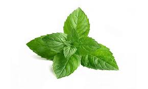 Olio al basilico ricetta calorie ingredienti dosi procedimento per la preparazione dell'olio aromatizzato al basilico usi proprietà foto della olio al basilico per insaporire pomodori, parmigiana napoletana di melanzane, sughi e crostini anche in pieno inverno, ottimo come rimedio contro le zanzare e lo stress. Come Preparare L Olio Aromatizato Alla Menta Olio Cristofaro