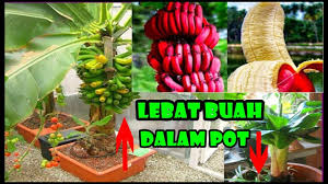 Pohon asam jawa memiliki peran penting untuk penghijauan kawasan tandus dan. Pisang Pendek Buah Lebat Dlm Pot Cara Tanam Rawat Jenis Cocopeat How To Plant Banana In Container Youtube