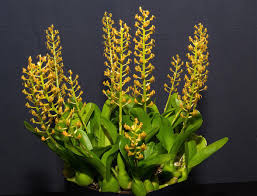 Image result for Liparis bowkeri