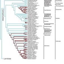 Image result for Flabellariopsis acuminata