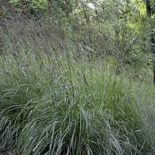 Image result for Andropogon schirensis