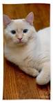 70 Best Flame point Siamese cats images | Siamese cats ...