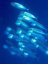 Image result for Rangaeris muscicola