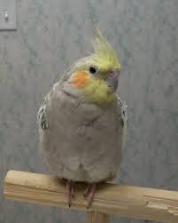 We did not find results for: Female Cockatiel Olathe Animal Hospital In Olathe Ks Flickr