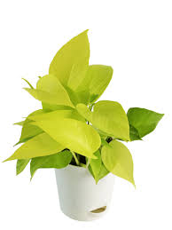Money plant (plural money plants). Money Plant Golden Buy Money Plant Golden Online At Best Price In India Ugaoo Com