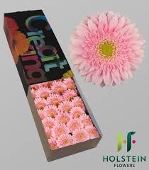 Pin On Pink Flowers