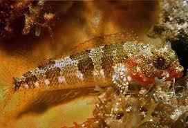 Image result for Blepharis gazensis