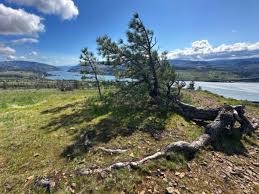 Image result for Fern Green 1994 Reliant