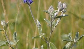 Image result for Psoralea